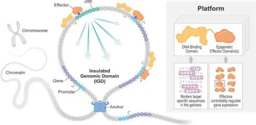 Lập trình tế bào như phần mềm: Designer RNA có thể biến gene người thành những “mạch logic” sinh học