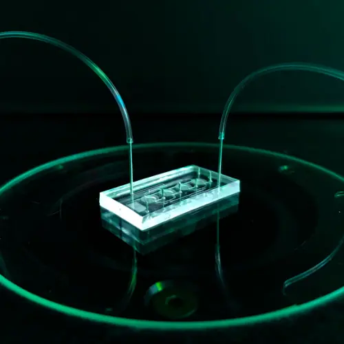 Không cần thử thuốc giống nhau cho mọi người? “Trái tim trên chip” 3D đang tiến tới mô hình riêng cho từng bệnh nhân