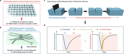 Mạch điện bị rách rồi tự lành: Polymer mới muốn biến electronics thành vật liệu “sống”