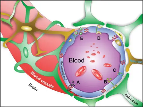 Não có một “bức tường” khiến nhiều loại thuốc không thể đi qua: Molecular shuttle mới muốn mở cánh cửa đó