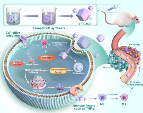 Một hạt nano làm hai việc: Vừa “soi sáng” ung thư não, vừa tiêu diệt những tế bào phẫu thuật bỏ sót