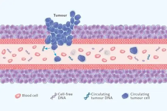 Một giọt máu có thể tiết lộ nhiều hơn DNA: Liquid biopsy bước sang kỷ nguyên đọc epigenetics