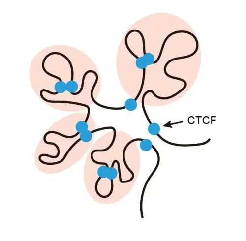 DNA không chỉ là “mã nguồn”: Cách genome tự gấp trong không gian có thể quyết định bệnh tim