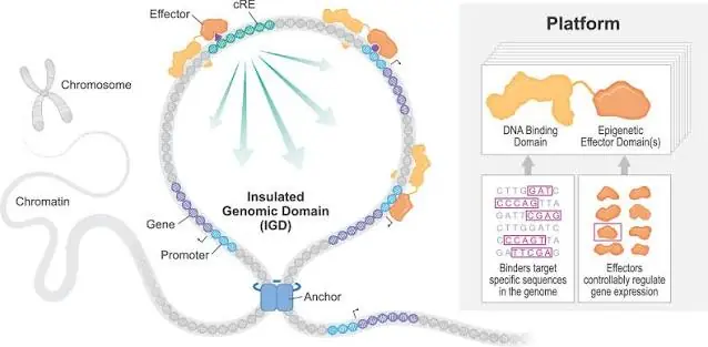 Lập trình tế bào như phần mềm: Designer RNA có thể biến gene người thành những “mạch logic” sinh học