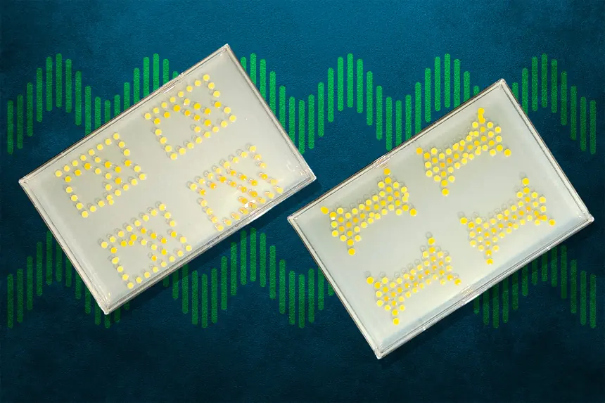 Không cần silicon? MIT biến vi khuẩn thành transistor để tạo những “mạch điện sống”