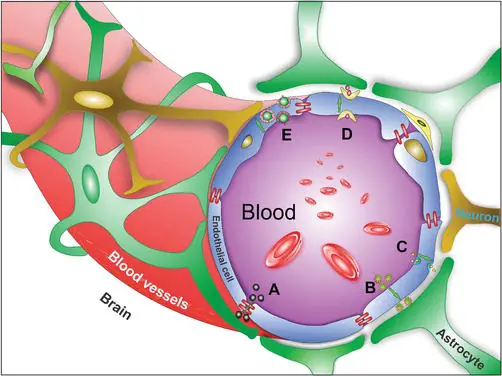 Não có một “bức tường” khiến nhiều loại thuốc không thể đi qua: Molecular shuttle mới muốn mở cánh cửa đó