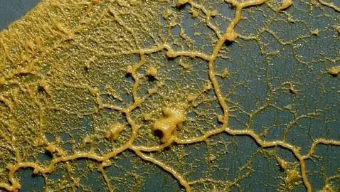 Không có não nhưng vẫn biết tìm đường tối ưu: Slime mold đang truyền cảm hứng cho một loại computer mới