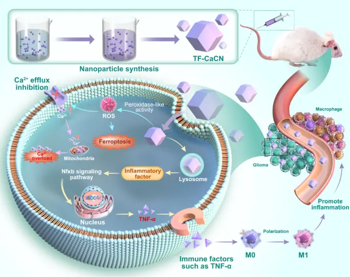 Một hạt nano làm hai việc: Vừa “soi sáng” ung thư não, vừa tiêu diệt những tế bào phẫu thuật bỏ sót
