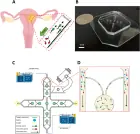 IVF thường chọn sperm nhìn khỏe và bơi nhanh: Chip nhỏ bắt chước tín hiệu quanh trứng để lọc thêm DNA hỏng