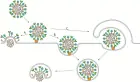 Tế bào không cần đợi virus nhân bản: Sự kiện hợp màng có thể bật báo động ngay ở “cửa vào”