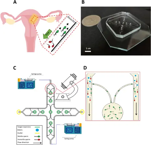 IVF thường chọn sperm nhìn khỏe và bơi nhanh: Chip nhỏ bắt chước tín hiệu quanh trứng để lọc thêm DNA hỏng