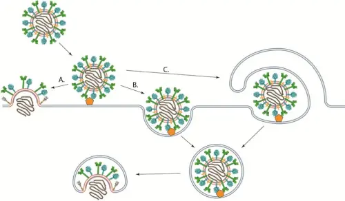 Tế bào không cần đợi virus nhân bản: Sự kiện hợp màng có thể bật báo động ngay ở “cửa vào”