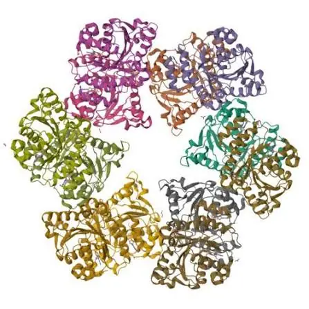 Phần lớn protein bị phá hủy gần nước sôi: Vi sinh vật biển sâu này vẫn cố định nitrogen ở 92°C