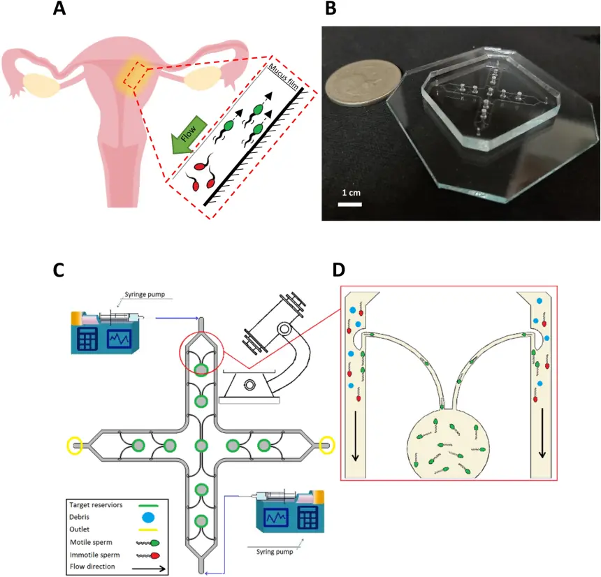 IVF thường chọn sperm nhìn khỏe và bơi nhanh: Chip nhỏ bắt chước tín hiệu quanh trứng để lọc thêm DNA hỏng