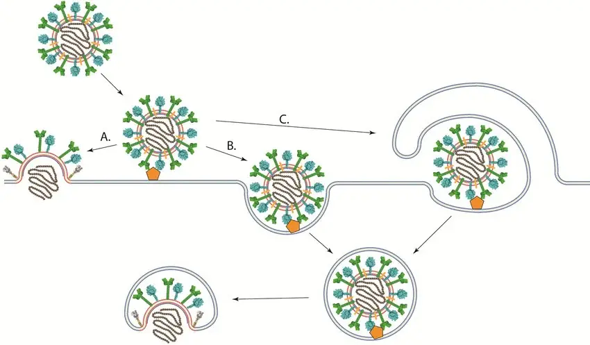 Tế bào không cần đợi virus nhân bản: Sự kiện hợp màng có thể bật báo động ngay ở “cửa vào”